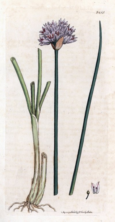 Cebolinho (Allium schoenoprasum). Gravura em cobre colorido à mão a partir de uma ilustração botânica de James Sowerby para o livro de James Smith "English botanical" (1790-1814). O incansável Sowerby (1757-1822) desenhou mais de 2500 plantas para Smith Ma de James Sowerby