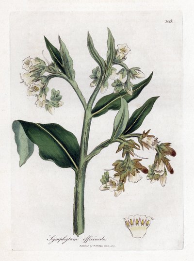 Comfrey - Comfrey, Symphytum officinale. Gravura em chapa de cobre colorida à mão a partir de uma ilustração botânica de James Sowerby de William Woodville e Sir William Jackson Hooker