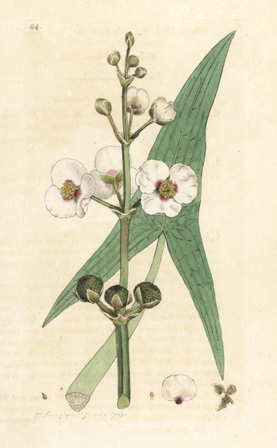 Ponta de seta comum, Sagittaria sagittifolia (sagitário) Gravura em chapa de cobre colorida à mão depois de uma ilustração de James Sowerby de James Smith