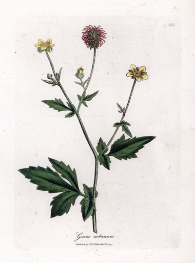 Benoite ou erva comum de Saint Benoit - Avens de madeira, Geum urbanum. Gravura em chapa de cobre colorida à mão a partir de uma ilustração botânica de James Sowerby de William Woodville e "Medical Botany" de Sir William Jackson Hooker, John Bohn, Londres de James Sowerby