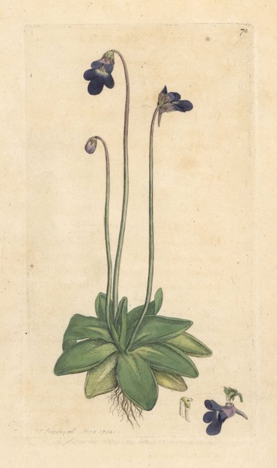 Manteiga comum, Pinguicula vulgaris (gramínea) Gravura em chapa de cobre colorida à mão depois de uma ilustração de James Sowerby da Botânica Inglesa de James Smith, Londres de James Sowerby