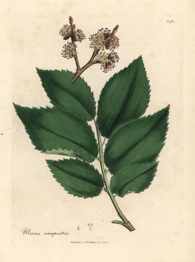 Olmeiro comum, Ulmus campestris de James Sowerby