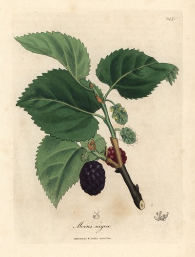 Amoreiras comuns, Morus nigra de James Sowerby