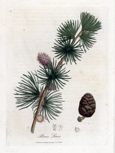 Larix decidua, larício europeu, Larix decidua. Gravura em chapa de cobre colorida à mão a partir de uma ilustração botânica de James Sowerby de William Woodville e "Medical Botany" de Sir William Jackson Hooker, John Bohn, Londres de James Sowerby