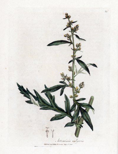 Escova de salva comum ou vulgar - Artemisia vulgaris, Artemisia vulgaris. Gravura em chapa de cobre colorida à mão a partir de uma ilustração botânica de James Sowerby de William Woodville e Sir William Jackson Hooker