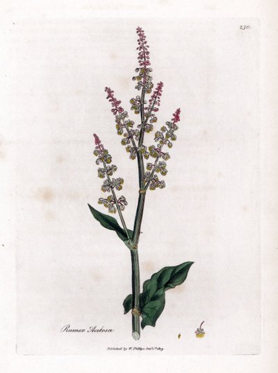 Azevedo comum ou grande azevém - Azevém de jardim, Rumex acetosa. Gravura em chapa de cobre colorida à mão a partir de uma ilustração botânica de James Sowerby de William Woodville e Sir William Jackson Hooker