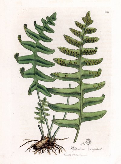 Polipoda comum ou alcaçuz de madeira (samambaia) - Polipodia comum, Polypodium vulgare. Gravura em chapa de cobre colorida à mão a partir de uma ilustração botânica de James Sowerby de William Woodville e Sir William Jackson Hooker