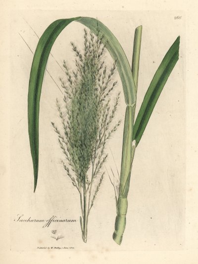 Cana-de-açúcar comum, Saccharum officinarum de James Sowerby