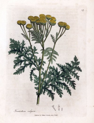 Tansy ou splash comum - Tansy, Tanacetum vulgare. Gravura em chapa de cobre colorida à mão a partir de uma ilustração botânica de James Sowerby de William Woodville e Sir William Jackson Hooker