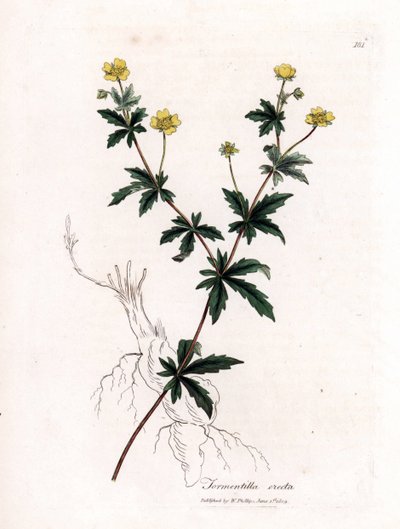 Tormentil comum, Potentilla erecta. Gravura em chapa de cobre colorida à mão a partir de uma ilustração botânica de James Sowerby de William Woodville e Sir William Jackson Hooker