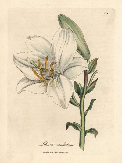 Lírio branco comum, Lilium candidum de James Sowerby