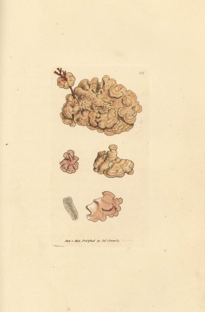 Coralline species, Corallina auriculariaeformis. (Cactus coralline, Halimedia opuntia?) Gravura em chapa de cobre colorida à mão por James Sowerby de The British Miscellany, ou figuras coloridas de novos, raros, ou pouco conhecidos sujeitos animais. de James Sowerby