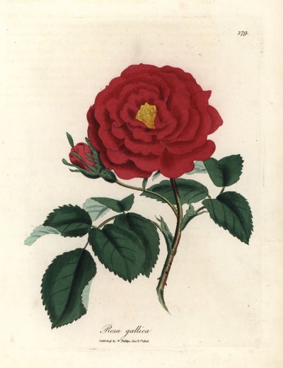 Rosa gallica, rosa carmesim oficial, Rosa gallica de James Sowerby