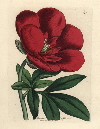 Crimson peony, Paeonia officinalis de James Sowerby