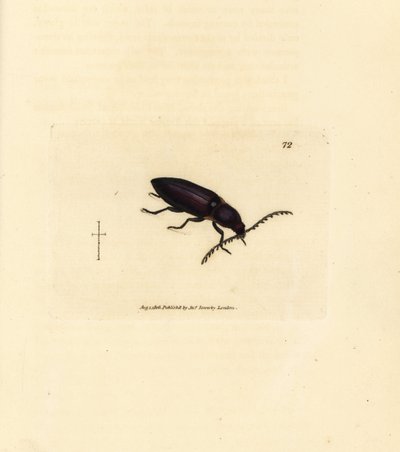 Ctenicera cuprea beetle (Elater chalybeus). Gravura em chapa de cobre colorida à mão por James Sowerby de The British Miscellany, ou figuras coloridas de novos, raros, ou pouco conhecidos sujeitos animais. de James Sowerby
