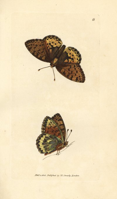 Fritillary Dark Green, Argynnis aglaia (Borboleta Charlotte, Papilio charlotta). Gravura em chapa de cobre colorida à mão por James Sowerby de The British Miscellany, ou figuras coloridas de novos, raros, ou pouco conhecidos súbditos animais. de James Sowerby