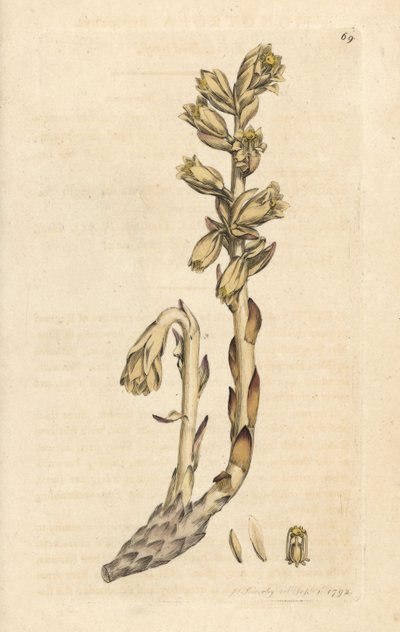 Tubo holandês, Hipopitys Monotropa (Ninho amarelo de pássaro, Hipopitys Monotropa) (Aristoloche) Gravação em chapa de cobre colorida à mão depois de uma ilustração de James Sowerby da botânica inglesa de James Smith, Londres de James Sowerby