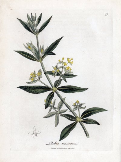 Dyer é mais louco, Rubia tinctorum. Gravura em chapa de cobre colorida à mão a partir de uma ilustração botânica de James Sowerby de William Woodville e "Medical Botany" de Sir William Jackson Hooker, John Bohn, Londres de James Sowerby