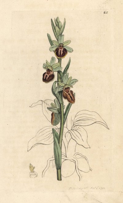 Orquídea aranha precoce, Ophrys sphegodes (Orquídea aranifera, Ophrys aranifera). Gravura em chapa de cobre colorida à mão depois de uma ilustração de James Sowerby, de James Smith