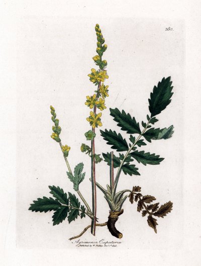 Eupatory sour - Agrimony, Agrimonia eupatoria. Gravura em chapa de cobre colorida à mão a partir de uma ilustração botânica de James Sowerby de William Woodville e Sir William Jackson Hooker