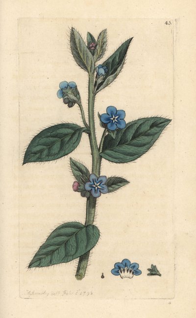 Evergreen bugloss, Pentaglottis sempervirens (Evergreen alkanet, Anchusa sempervirens) Gravação em chapa de cobre colorida à mão depois de uma ilustração de James Sowerby de James Smith