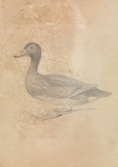 Pato Ferruginoso de James Sowerby