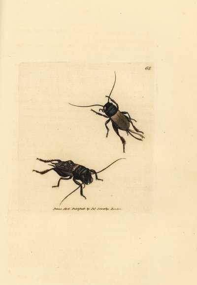 Field cricket, Gryllus campestris (Accheta campestris). Gravura em chapa de cobre colorida à mão por James Sowerby de The British Miscellany, ou figuras coloridas de novos, raros, ou pouco conhecidos sujeitos animais. de James Sowerby