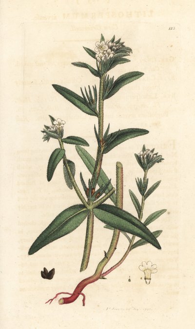 Field gromwell, Buglossoides arvensis (Lithospermum arvense) (Gremil des champs) Gravura em chapa de cobre colorida à mão depois de uma ilustração de James Sowerby da Botânica Inglesa de James Smith, Londres de James Sowerby