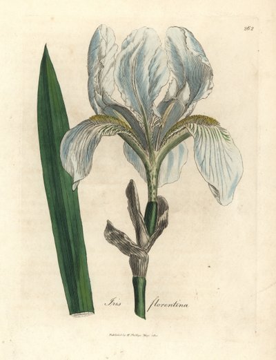 íris florentina, Iris florentina de James Sowerby