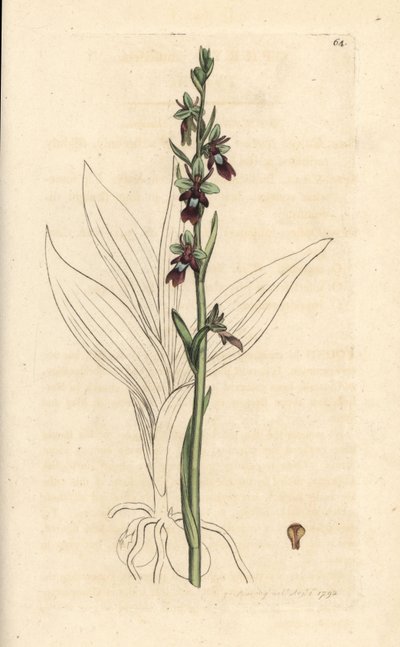 Orquídea mosca, Ophrys insectifera (Orquídea mosca, Ophrys muscifera). Gravura em chapa de cobre colorida à mão depois de uma ilustração de James Sowerby, de James Smith