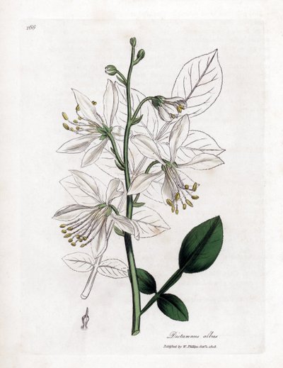 Fraxinelle - Fraxinella branca ou basard dittany, Dictamnus albus. Gravura em chapa de cobre colorida à mão a partir de uma ilustração botânica de James Sowerby de William Woodville e "Medical Botany" de Sir William Jackson Hooker, John Bohn, Londres de James Sowerby