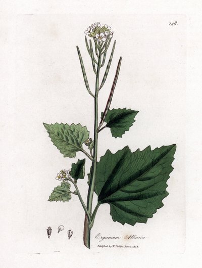 Mostarda de alho, Alliaria petiolata. Gravura em chapa de cobre colorida à mão a partir de uma ilustração botânica de James Sowerby de William Woodville e "Medical Botany" de Sir William Jackson Hooker, John Bohn, Londres de James Sowerby