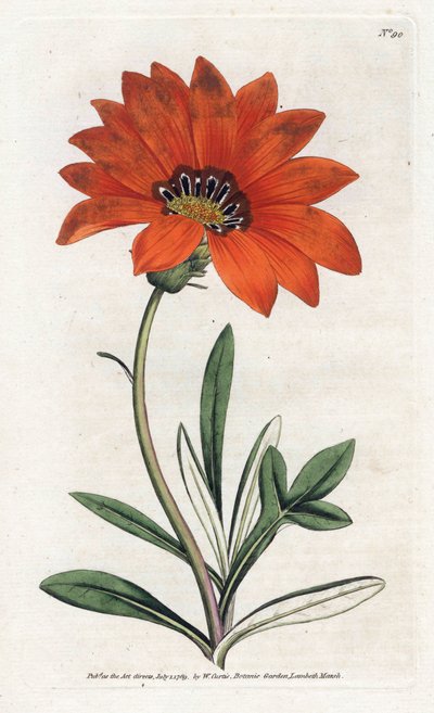 Gazania (gazania) íngreme - Litografia de James Sowerby (1757-1822), da revista botânica de William Curtis (1746-1799) de James Sowerby