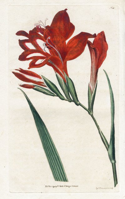Glaieul cardinal - Litografia de James Sowerby (1757-1822), da revista Botanical de William Curtis (1746-1799) de James Sowerby