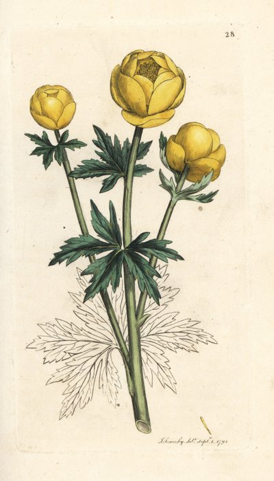 Flor globo, Trollius europaeus. Gravura em chapa de cobre colorida à mão depois de uma ilustração de James Sowerby, de James Smith