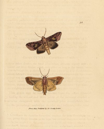 Traça de spangle dourada, Autographa bractea (Phalaena Noctua bractea). Gravura em chapa de cobre colorida à mão por James Sowerby de The British Miscellany, ou figuras coloridas de novos, raros, ou pouco conhecidos exemplares de animais. de James Sowerby
