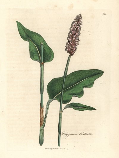 Bistorta de maior porte, Polygonum bistorta de James Sowerby