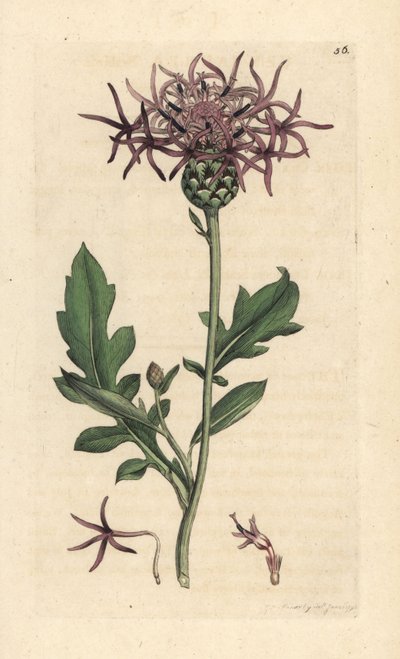 Greater knapweed, Centaurea scabiosa (Centauree scabieuse) Gravação em chapa de cobre colorida à mão depois de uma ilustração de James Sowerby da Botânica Inglesa de James Smith, Londres de James Sowerby