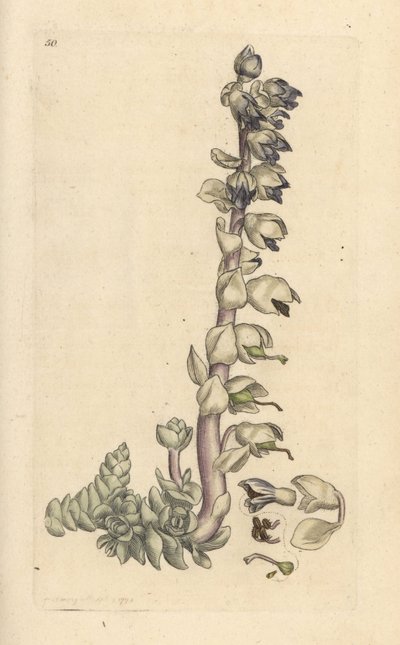 Cortina de dentes grande, Lathraea squamaria (Grande cardamina) Gravação em chapa de cobre colorida à mão depois de uma ilustração de James Sowerby de James Smith
