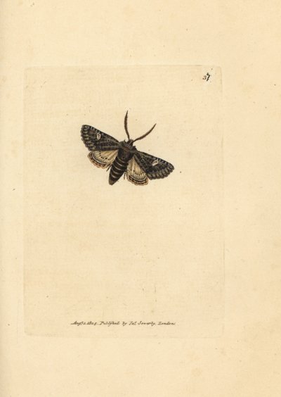 Traça de ponto verde, oleagina Valeria (Phalaena Bombyx oleagina). Gravura em chapa de cobre colorida à mão por James Sowerby de The British Miscellany, ou figuras coloridas de novos, raros, ou pouco conhecidos sujeitos animais. de James Sowerby