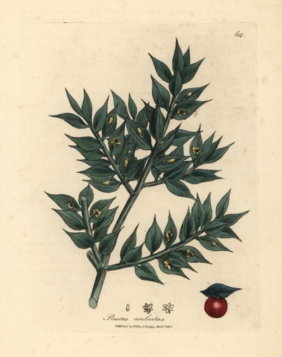 Vassoura de açougueiro verde florida, Ruscus aculeatus de James Sowerby