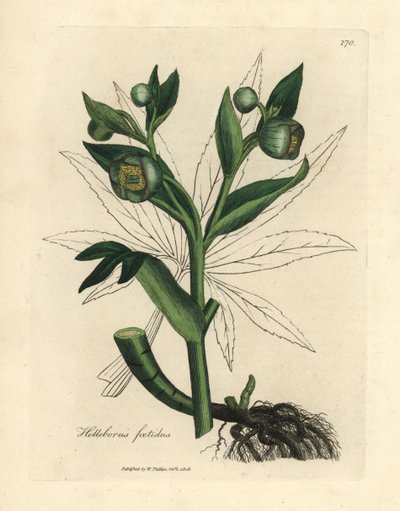 Hellebore de flor verde ou pé de urso, Helleborus foetidus de James Sowerby
