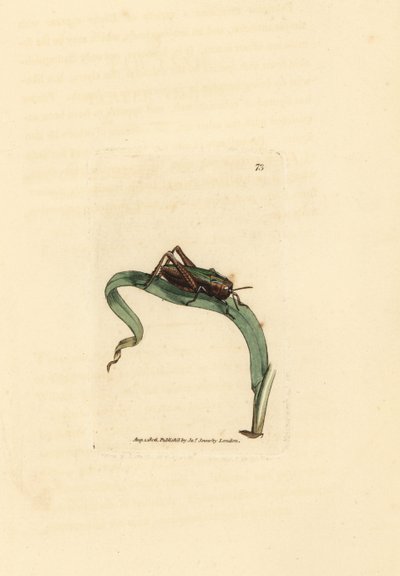 Gafanhoto verde, Omocestus viridulus (Gryllus viridulus). Gravura em chapa de cobre colorida à mão por James Sowerby de The British Miscellany, ou figuras coloridas de novos, raros, ou pouco conhecidos exemplares de animais. de James Sowerby