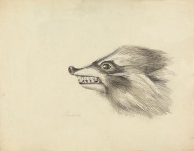 Chefe de um Racoon de James Sowerby