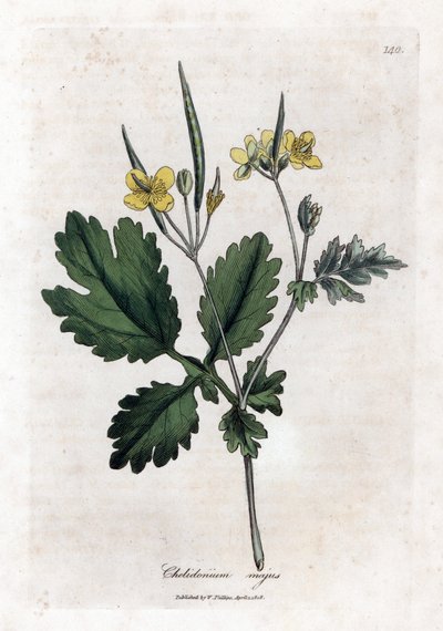 Chelidoine grande ou grande luz - Grande celandine, Chelidonium majus. Gravura em chapa de cobre colorida à mão a partir de uma ilustração botânica de James Sowerby de William Woodville e Sir William Jackson Hooker