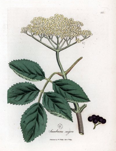 Sabugueiro grande ou sabugueiro preto - Sabugueiro preto comum, Sambucus nigra. Gravura em chapa de cobre colorida à mão a partir de uma ilustração botânica de James Sowerby de William Woodville e Sir William Jackson Hooker