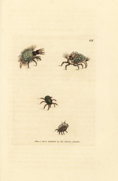 Larva do Hemerobius (rendas) vestida de líquen, com ácaro, Acarus amictus e pequeno ácaro do cesto, Acarus corbicula. Gravura em chapa de cobre colorida à mão por James Sowerby de The British Miscellany, ou figuras coloridas de novos, raros, ou pouco conhe de James Sowerby