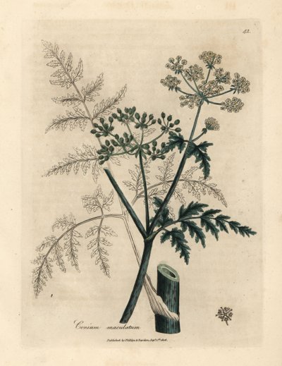 Folhas e flores de cicuta, Conium maculatum de James Sowerby