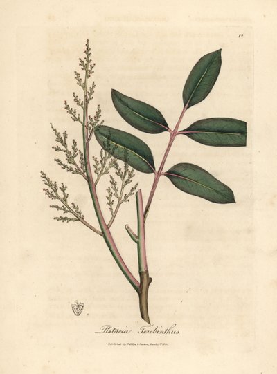 Folhas e flores do ciano ou da terebintina de Chipre, Pistacia terebinthus de James Sowerby