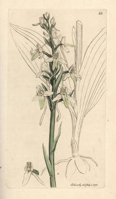 Orquídea borboleta-pequena, Platanthera bifolia (Orchis bifolia). Gravura em chapa de cobre colorida à mão depois de uma ilustração de James Sowerby, de James Smith